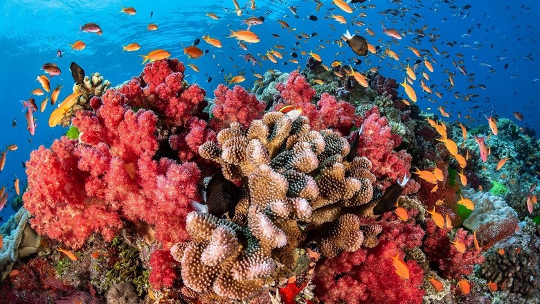 Thợ lặn khám phá rạn san hô Biển Đỏ tại Hurghada