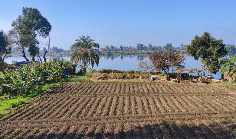 Lớp đất phù sa đen màu mỡ ven bờ sông Nile